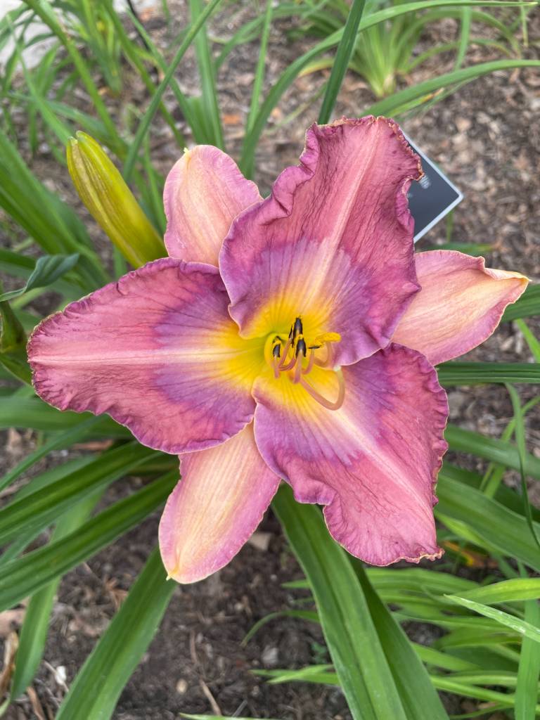 Plant name: Daylily Hemerocallis  